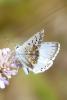 Polyommatus coridon